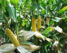 YELLOW CORN (Animal Feed)