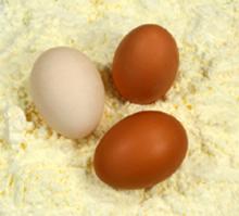 Quality Egg Powder