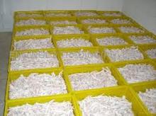 Premium Quality Frozen Chicken Feet and Paws Available