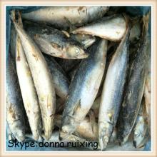 300-500G/PC landfrozen BQF  saba  fish for market