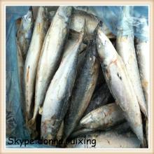 frozen fish sea fish saba mackerel frozen American mackerel with good price