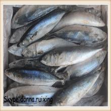 fresh fish Japanese mackerel saba mackerel in high quality