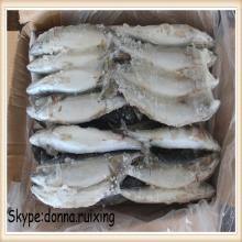 Frozen saba mackerel Frozen blue mackerel on sale
