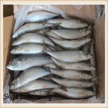 saba mackerel frozen fish club mackerel for sale