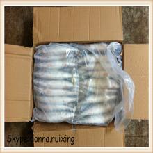 Marine fish frozen saba mackerel(scomber Japonicus) whole mackerel fish on sale