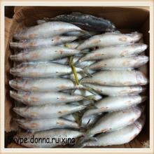 whole frozen  japanese   mackerel   japanese  frozen  mackerel  for food use