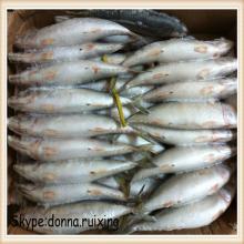 300-500G frozen pacific chub mackerel Japanese chub mackerel for common use