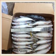 IQF sea frozen  whole  round  300-500G  frozen  chub  mackerel  Japanese chub  mackerel 
