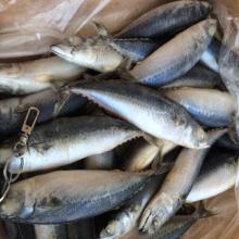 Frozen food deep sea fish frozen pacific mackerel fish on sale