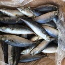 Sea fish whole round 200-300G frozen pacific mackerel scomber Japonicus