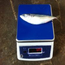 lighting 6-8Pcs/KG fresh frozen bait fish frozen mackerel bait from taiwan strait