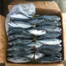 100-150G frozen whole round mackerel(scomber Japonicus) for canned
