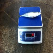 fishing bait 12-14Pcs/KG fresh  frozen   whole   mackerel  japonicus scomber japonicus