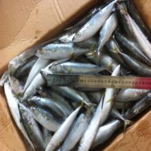 frozen bait fish whole frozen club mackerel Japanese mackerel