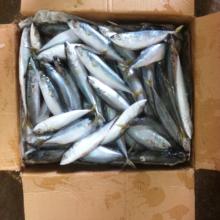 BQF whole frozen club mackerel pacific mackerel for common use