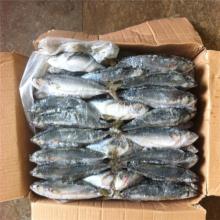 New coming 6-8Pcs/KG landfrozen sea fish frozen club mackerel for sale