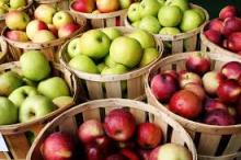 FRESH APPLE FOR SALE