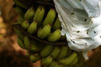 Willian grade  Banana 