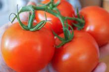 Fresh  cherry  tomato, die Kirschtomate flavor for  juice , sour milk beverage