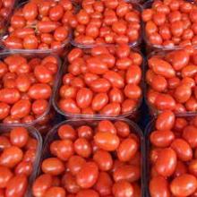  Farm   Fresh   Tomatoes 
