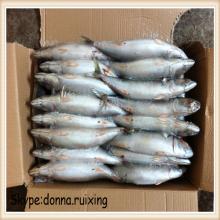 frozen canned fish mackerel/blue mackerel/American mackerel