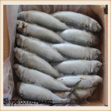 frozen marine fish whole round mackerel pacific mackerel