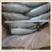 Grade A fresh whole frozen scomber japonicus Japanese mackerel for bait