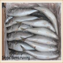 canned fish frozen pacific mackerel fish on sale for canning mill
