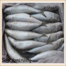 whole round frozen seafood mackerel for human use