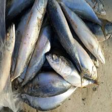 frozen fish frozen pacific mackerel frozen mackerel fish on sale in high quality