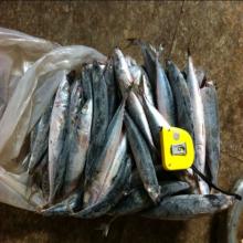 frozen sea fish seafood pacific mackerel chub mackerel from taiwan
