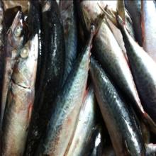 chilled  fish  WR frozen mackerel japan scomber japonicus wholesale