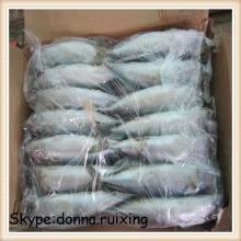 Japan saba mackerel frozen pacific mackerel made in China