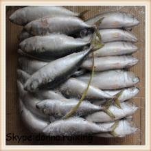 12-14Pcs/KG landfrozen whole frozen pacific mackerel frozen mackerel japan saba from China