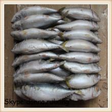 Fresh  sushi   fish  WR mackerel frozen pacific mackerel Scomber japonicus