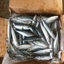  frozen  seafood  mackerel   frozen   pacific   mackerel  for bait with good price