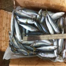 WR scomber japonicus fish frozen pacific mackerel for smoked mackerel