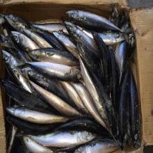 Frozen bait fish WR mackerel frozen mackerel fish bait