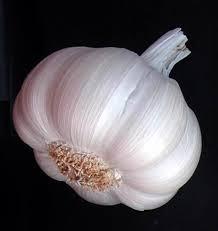 chinese shandong garlic