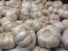 Fresh White Natural Garlic oqr