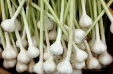 2015jinxiang new crop chinese red garlic