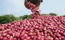 Fresh Onion