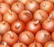 Indian Nashik Red Onion