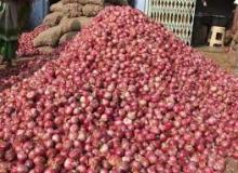 FRESH ONION ON DAILY BASES