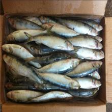 Frozen sardine fish for bait from sardine factory