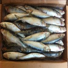 Landfrozen 8-10pcs/kg sardine fish  wholesale   sardines 