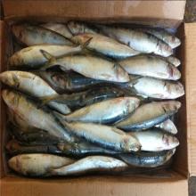 hot selling 100-120G indian sardine fish from China supplier