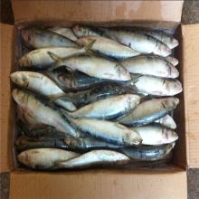 frozen fish sardine frozen fresh sardine for market