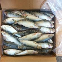 fresh frozen sardine on sale for fishing bait