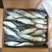 Frozen Bait fish Indian oil sardine(sardinella longiceps)